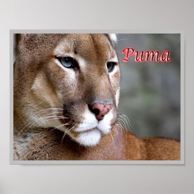 Argentine Puma - Poster (Front)