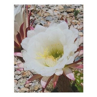 Argentine Saguaro Flower Faux Canvas Print