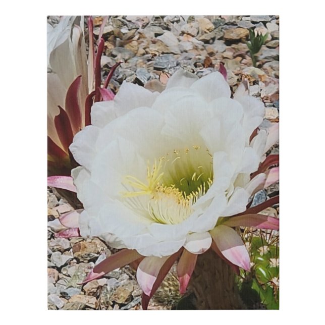 Argentine Saguaro Flower Faux Canvas Print (Front)