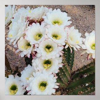 Argentine Saguaro Flowers Poster