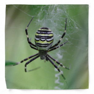 Argiope bruennichi bandana