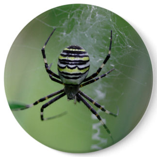 Argiope bruennichi button