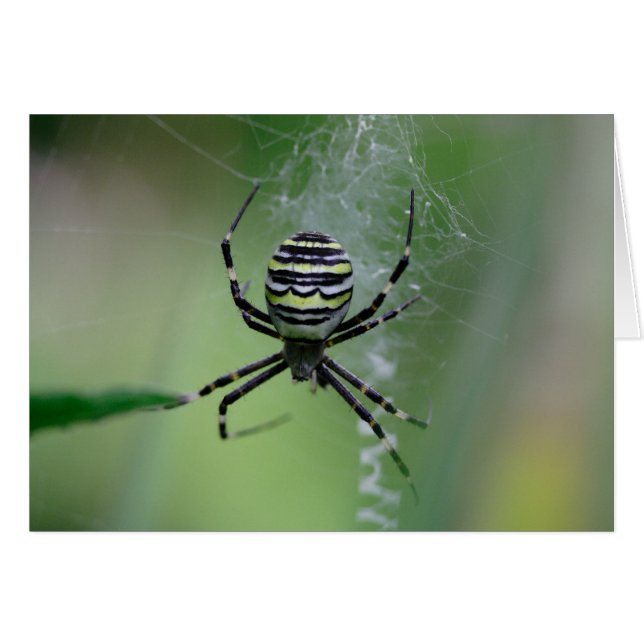 Argiope bruennichi cards (Front Horizontal)