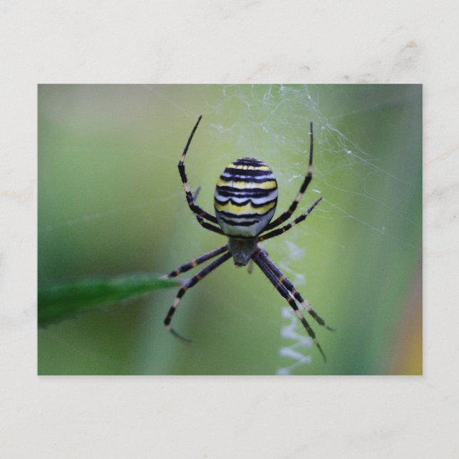 Argiope bruennichi postcard (Front)