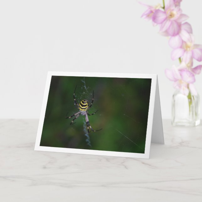 Argiope bruennichi, Wasp Spider, Orb-weaver Card (Orchid)