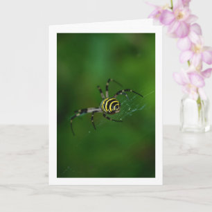 Argiope bruennichi, Wasp Spider, Orb-weaver Card