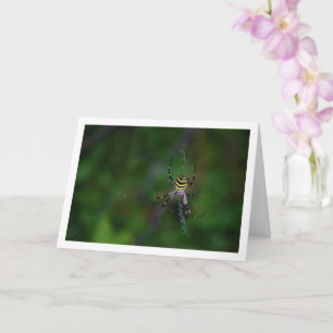 Argiope bruennichi, Wasp Spider, Orb-weaver Card