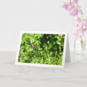 Argiope bruennichi, Wasp Spider, Orb-weaver Card