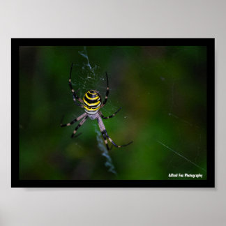 Argiope bruennichi, Wasp Spider, Orb-weaver Poster