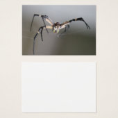 Argiope Spider Lover Gift (Front & Back)