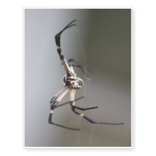 Argiope Spider Lover Gift Temporary Tattoos