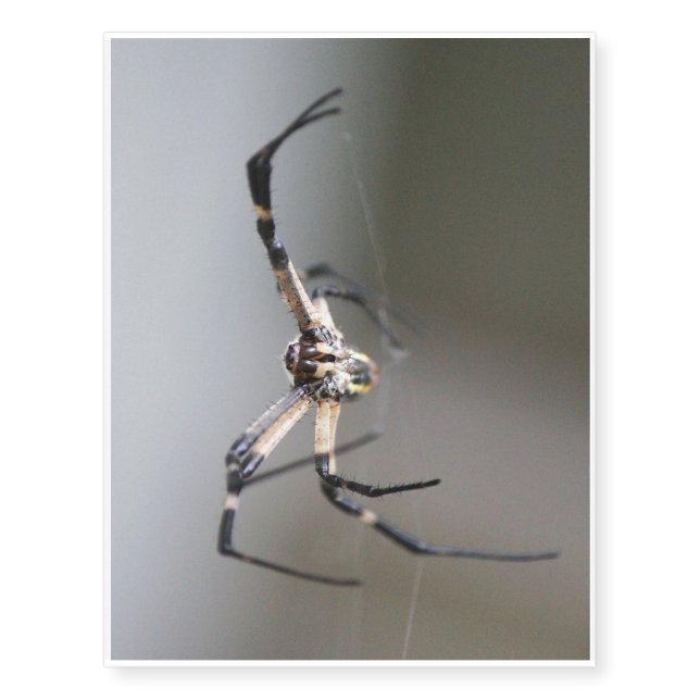 Argiope Spider Lover Gift Temporary Tattoos (Front)