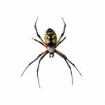 Argiope Spider Pin Statuette<br><div class="desc">This unique photo sculpture pin features a beautiful yellow and black Argiope aurantia spider.  You can change this design to be a magnet,  ornament,  key chain or photo sculpture.</div>