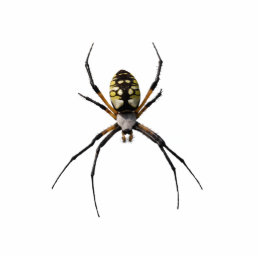 Argiope Spider Pin Statuette