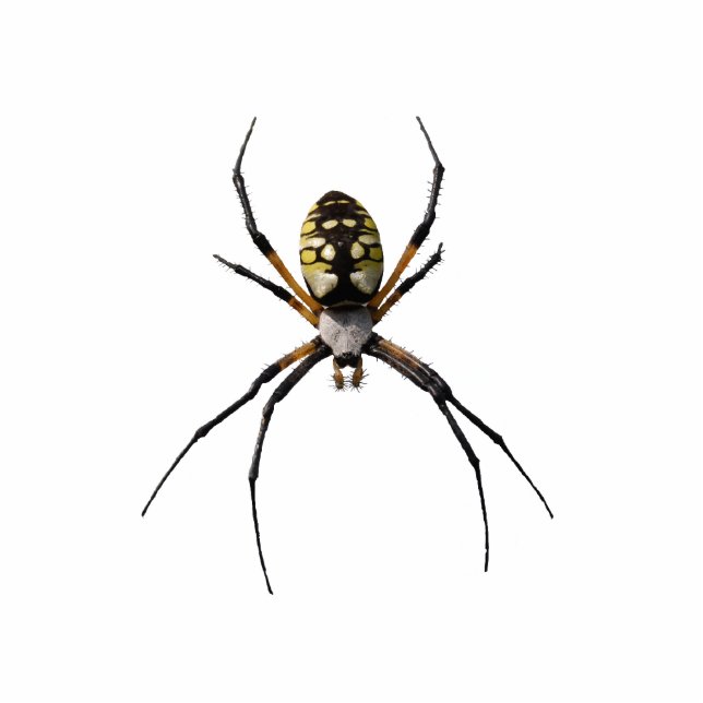 Argiope Spider Pin Statuette (Front)