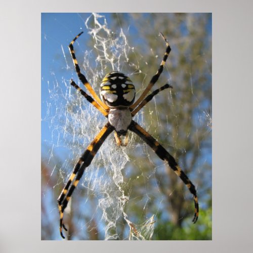 Argiope Spider Poster