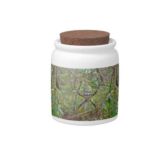 Argiope trifasciata Orb Weaver Spider Candy Jar (Front)