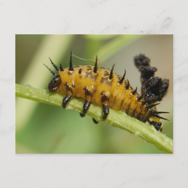 Argus Tortoise Shell Beetle Larva Postcard (Front)
