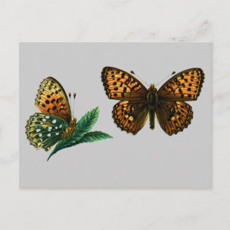 Argynnis aglaja postcard