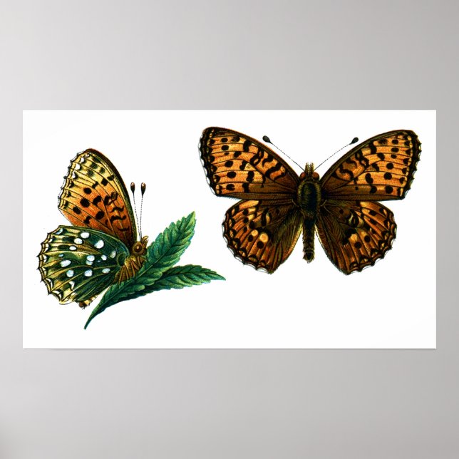 Argynnis aglaja poster (Front)