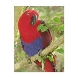 Aria Grand Eclectus Parrot Postcard