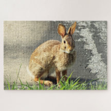 Arisdale Arts: Wild Rabbit Sitting
