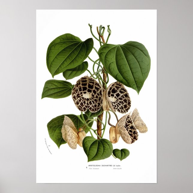 Aristolochia duchartrei poster (Front)