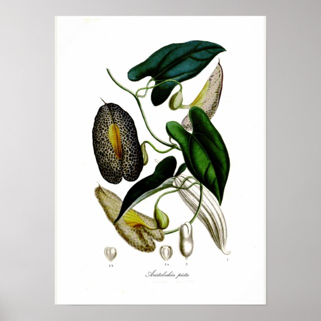 Aristolochia picta poster (Front)