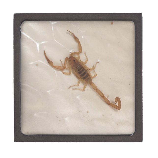Arizona Bark Scorpion Gift Box (Front)