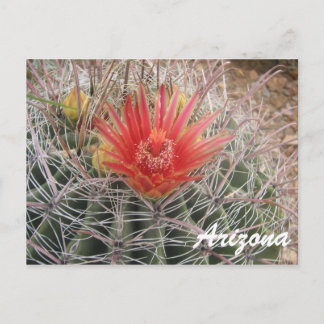 Arizona Barrel Cactus Blossom Postcard
