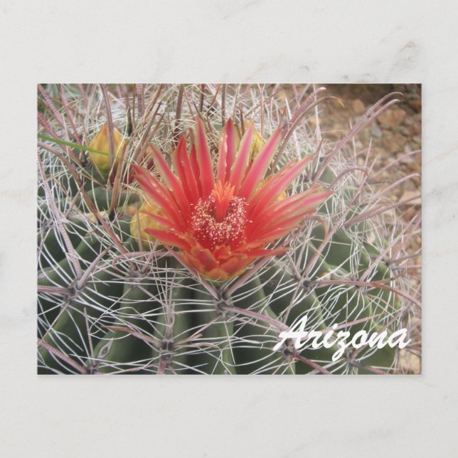 Arizona Barrel Cactus Blossom Postcard (Front)