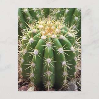 Arizona Cactus Postcard