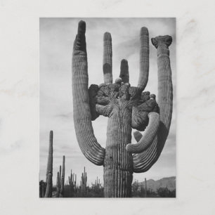 Arizona cactus postcard