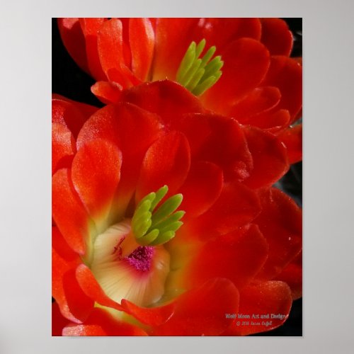 Arizona Claret Cup Cactus Red Orange Flowers Poster