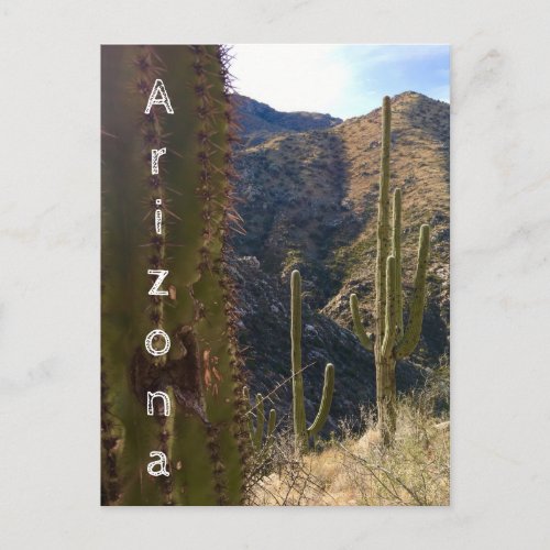 Arizona Desert Cacti Postcard