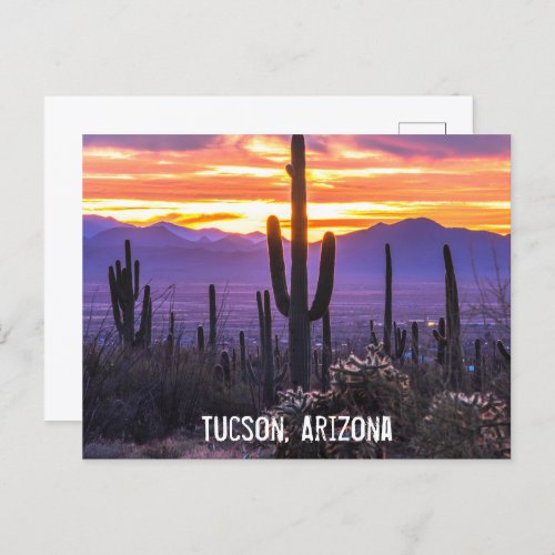 Arizona Desert Cactus Sunset Nature Photo Souvenir Postcard