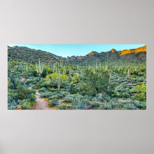 Arizona Desert Hiking Trail Saguaro Cactus Forest Poster