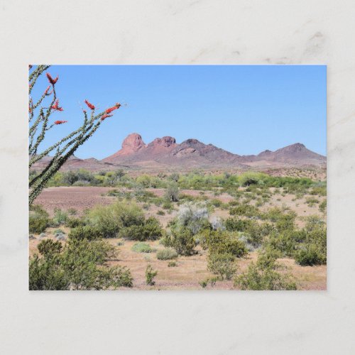 Arizona Desert Landscape Postcard