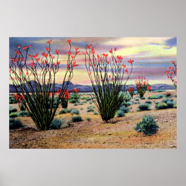 Arizona Desert Ocotillos in Bloom Poster (Front)