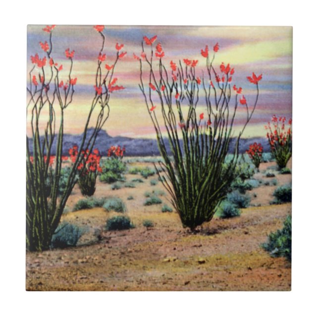 Arizona Desert Ocotillos in Bloom Tile (Front)