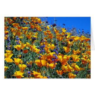ARIZONA DESERT POPPIES CARDS