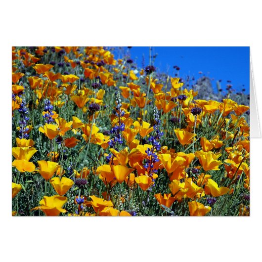 ARIZONA DESERT POPPIES CARDS (Front Horizontal)