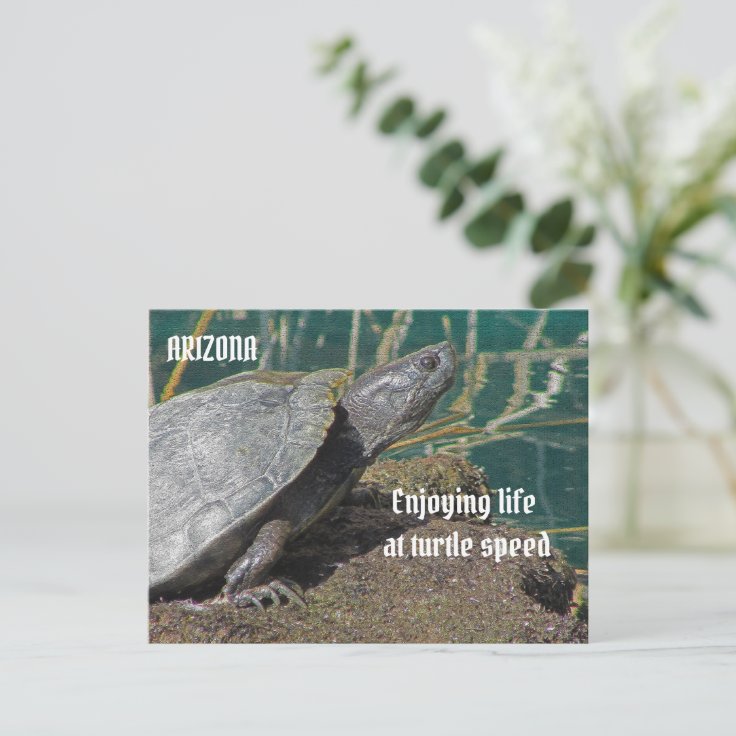 Arizona Enjoying Retired Life Turtle Photo Funny Postcard | Zazzle