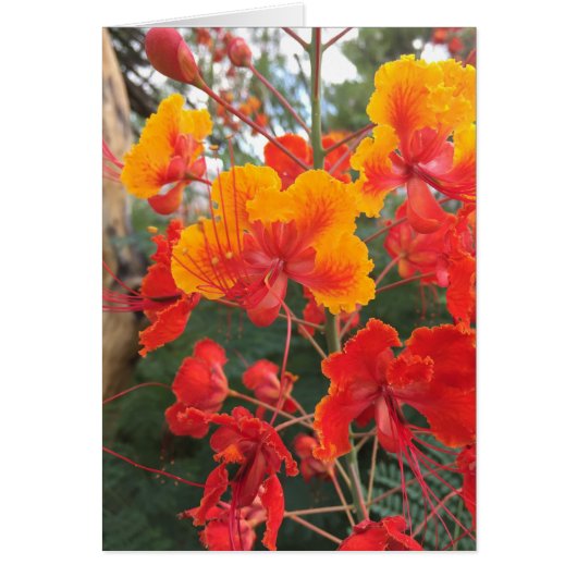Arizona Flowers Cards (Front)