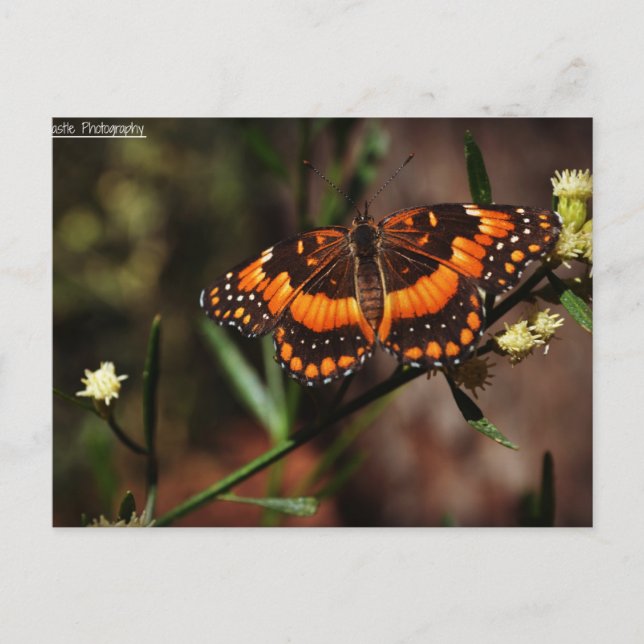 Arizona Free Postcard (Front)