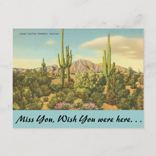 Arizona Giant Cactus Postcard