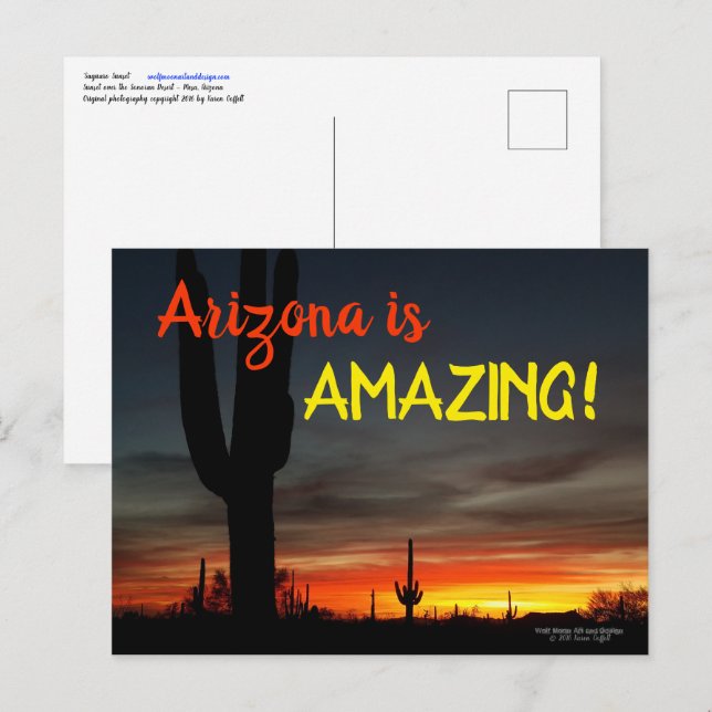 "Arizona is Amazing!" Sunset Sonoran Desert Cactus Postcard (Front/Back)