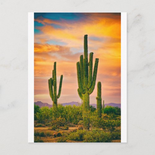 Arizona Life Postcard