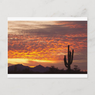 Arizona November Sunrise With Saguaro Postcard