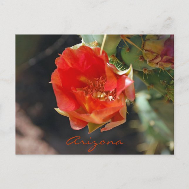 Arizona Postcard (Front)